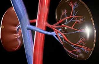 Nefrocor Serviços em Nefrologia e Cardiologia - Foto 1