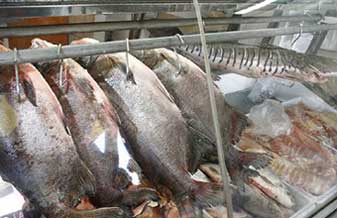 SilPesca - Foto 1