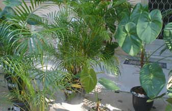 Horto Municipal - Foto 1