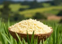 qualidade do arroz gaúcho