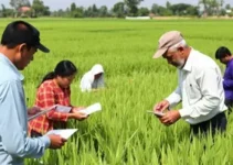certificação de sementes de arroz