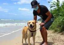 cão comunitário Robson